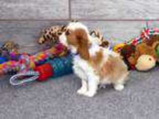 Cavalier King Charles Spaniel Puppy for sale in Ogden, UT, USA