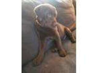 Labrador Retriever Puppy for sale in Webster, MA, USA