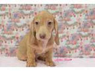 Dachshund Puppy for sale in Zanesville, OH, USA