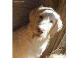 Labradoodle Puppy for sale in Cranston, RI, USA