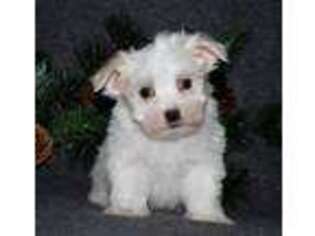 Maltese Puppy for sale in Ligonier, IN, USA