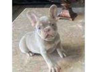 French Bulldog Puppy for sale in Marion, TX, USA