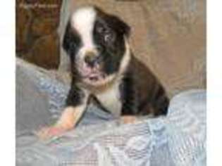 Boxer Puppy for sale in Chetopa, KS, USA