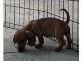 Dachshund Puppy for sale in Magnolia, TX, USA