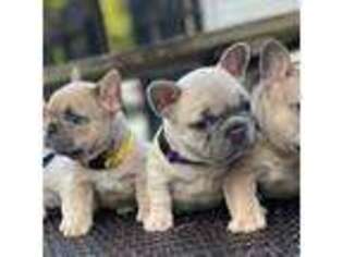 French Bulldog Puppy for sale in Summerville, SC, USA