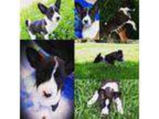 Basenji Puppy for sale in North Richland Hills, TX, USA