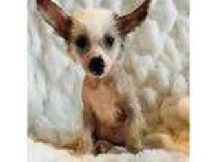 Chinese Crested Puppy for sale in Dresden, OH, USA