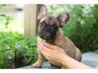 French Bulldog Puppy for sale in Fairview, NJ, USA