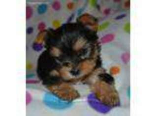 Yorkshire Terrier Puppy for sale in Lovely, KY, USA