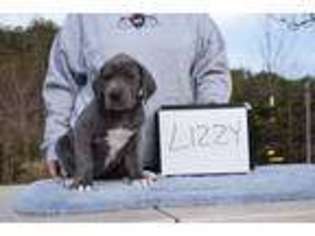 Great Dane Puppy for sale in Danville, VA, USA