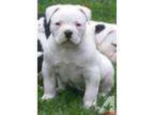American Bulldog Puppy for sale in BOWIE, MD, USA