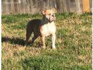 Olde English Bulldogge Puppy for sale in Killeen, TX, USA