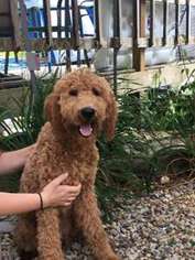 Goldendoodle Puppy for sale in Nottingham, NH, USA