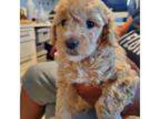 Goldendoodle Puppy for sale in Sarasota, FL, USA