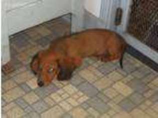 Dachshund Puppy for sale in Bonsall, CA, USA
