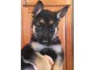 German Shepherd Dog Puppy for sale in Marcy, NY, USA