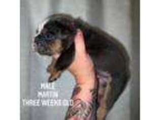 Bulldog Puppy for sale in Greenwood, IN, USA
