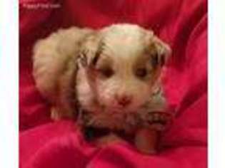 Australian Shepherd Puppy for sale in Herriman, UT, USA