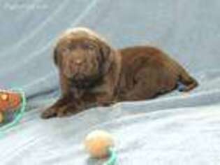 Labrador Retriever Puppy for sale in Westphalia, KS, USA