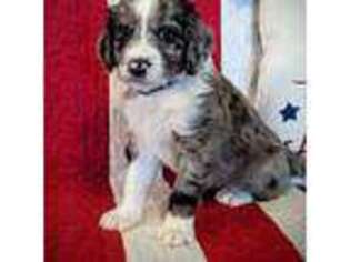 Mutt Puppy for sale in Coarsegold, CA, USA