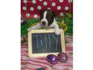 Boston Terrier Puppy for sale in Millstadt, IL, USA