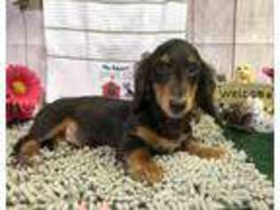 Dachshund Puppy for sale in Millmont, PA, USA