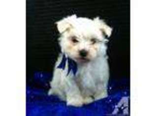 Maltese Puppy for sale in BANNING, CA, USA