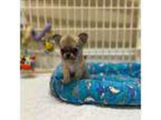 Chihuahua Puppy for sale in Palm Bay, FL, USA
