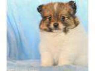 Pomeranian Puppy for sale in Arlington, VA, USA