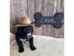 Bernese Mountain Dog Puppy for sale in Big Rapids, MI, USA