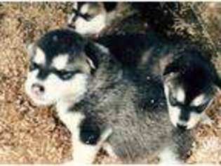 Alaskan Malamute Puppy for sale in BIG STONE GAP, VA, USA