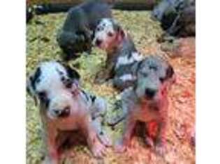 Great Dane Puppy for sale in Chillicothe, OH, USA