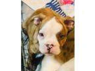 Alapaha Blue Blood Bulldog Puppy for sale in Charleston, WV, USA