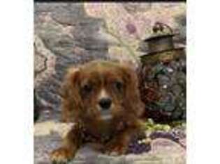Cavalier King Charles Spaniel Puppy for sale in Hull, GA, USA