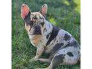 French Bulldog Puppy for sale in Lakeland, FL, USA