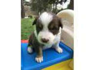Border Collie Puppy for sale in Huntersville, NC, USA