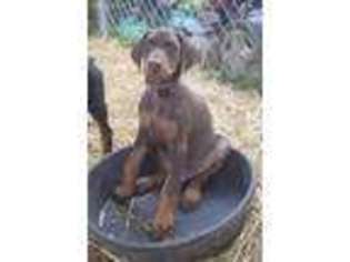 Doberman Pinscher Puppy for sale in Lancaster, OH, USA