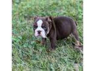 Bulldog Puppy for sale in Cleveland, TN, USA