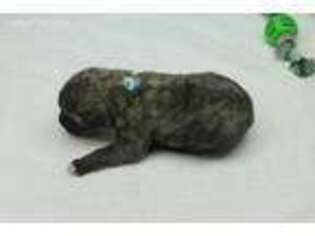 Irish Wolfhound Puppy for sale in Helena, MT, USA