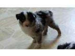 Miniature Australian Shepherd Puppy for sale in Medford, OK, USA