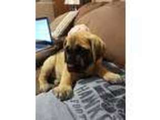 Mastiff Puppy for sale in Webster City, IA, USA