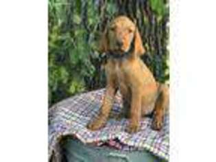 Vizsla Puppy for sale in Blue Rapids, KS, USA