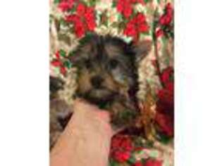 Yorkshire Terrier Puppy for sale in Atoka, OK, USA