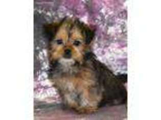 Shorkie Tzu Puppy for sale in Northwood, NH, USA