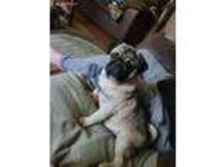 Pug Puppy for sale in Saint Johnsville, NY, USA