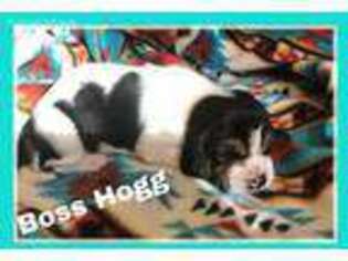 Basset Hound Puppy for sale in Hooker, OK, USA