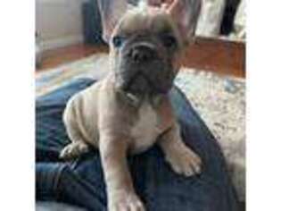 French Bulldog Puppy for sale in Princeville, IL, USA