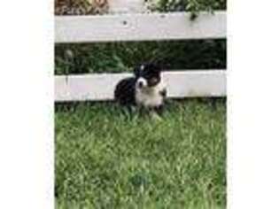 Australian Shepherd Puppy for sale in Parsonsburg, MD, USA