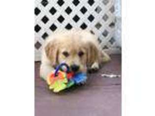 Golden Retriever Puppy for sale in Gurnee, IL, USA