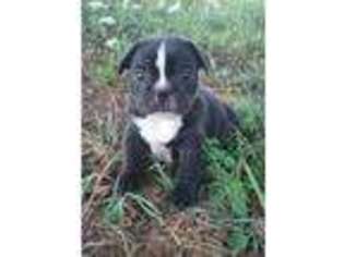 French Bulldog Puppy for sale in Morrison, TN, USA